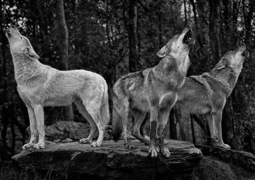 Lobos de Yellowstone