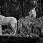 Lobos de Yellowstone